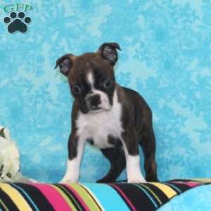 Plum, Boston Terrier Puppy